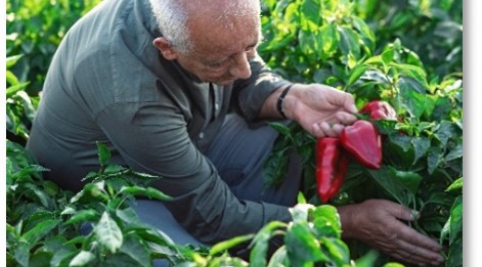 Farmer picking peppers