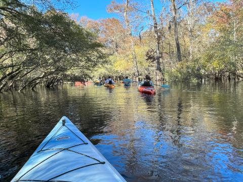 people kayaking on a tree-lined waterway